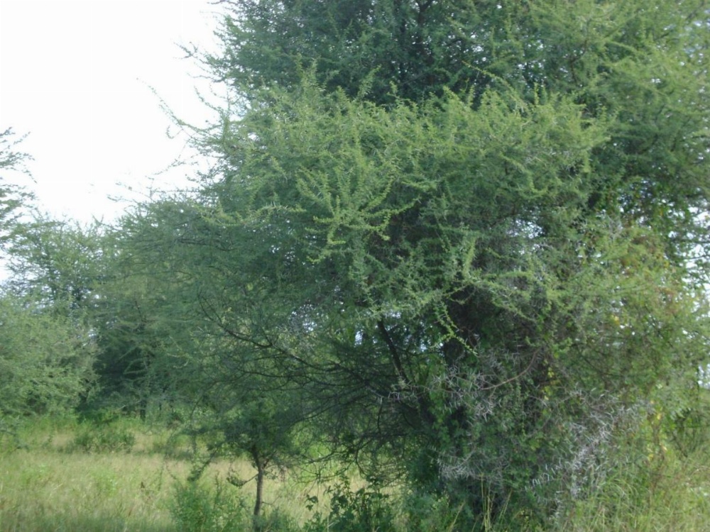 Tembo Tarangire Lodge & Camp Image 11