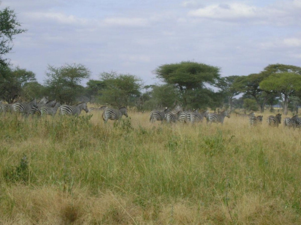 Tembo Tarangire Lodge & Camp Image 28